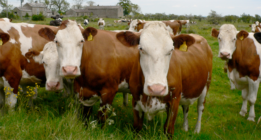 The police were investigating livestock theft and carried out searches in counties Armagh and Monaghan (Stock photo)