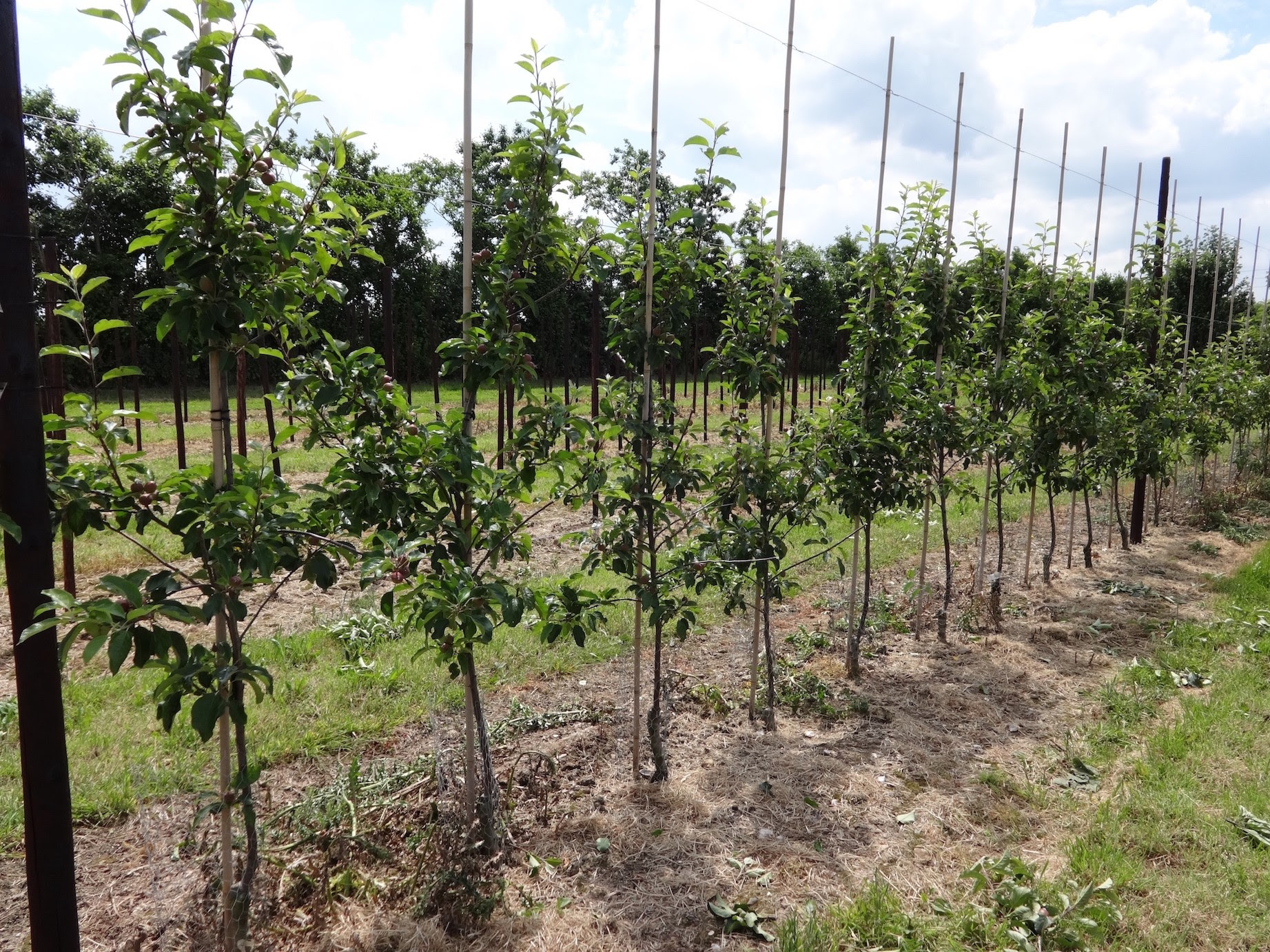 AHDB's fruit wall planting materials trial