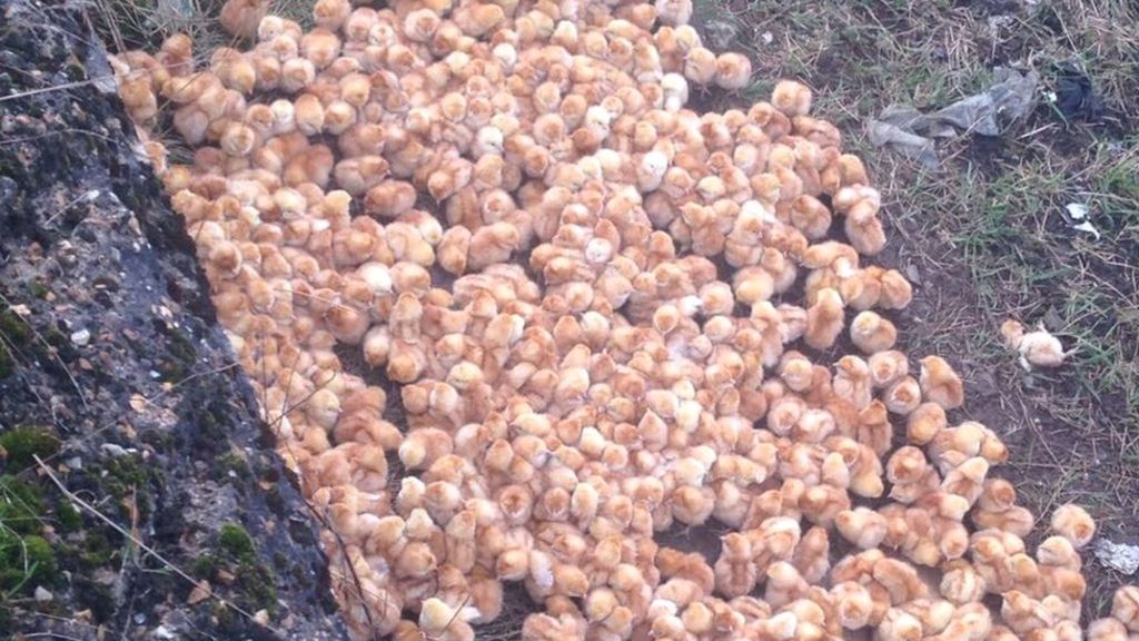 Hundreds of one-day-old chicks dumped in field in Cambridgeshire
