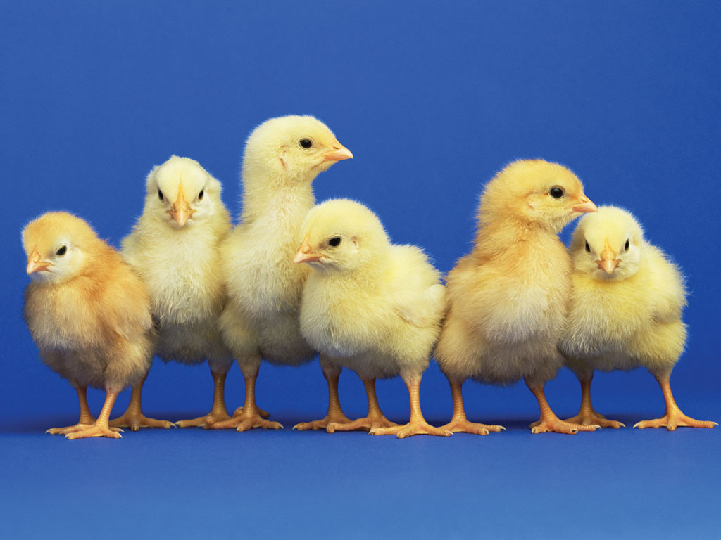 The surrogate chickens are the first gene-edited birds to be produced in Europe