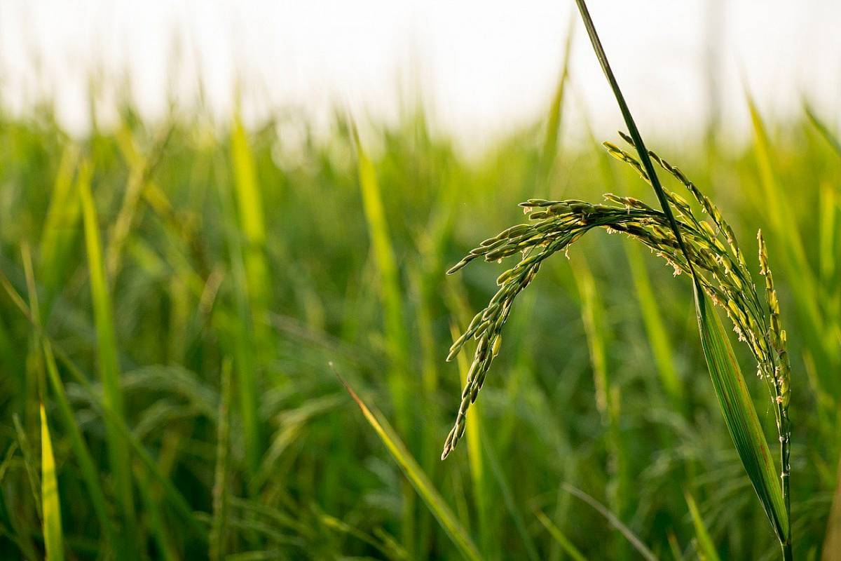 The reports suggest the UK shifts away from export markets so farmers can focus on meeting UK demands for food