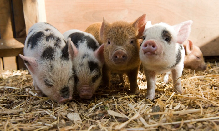 Having been their home for two years, farm business Kew Little Pigs must leave Stampwell Farm