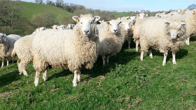 The livestock was taken from a farm in Denny, Stirlingshire (Stock photo)