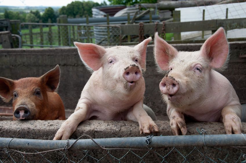 Gene-edited pigs show signs of resistance to major viral disease