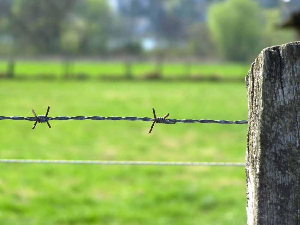 Rustlers have been targeting lambs and their mothers in a spike in cases