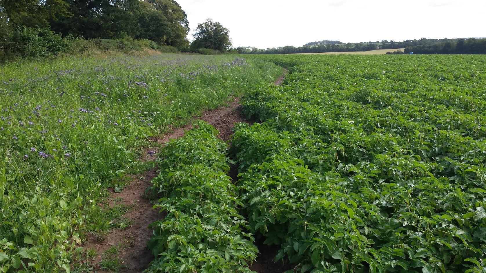 Green headland mix alongside potatoes