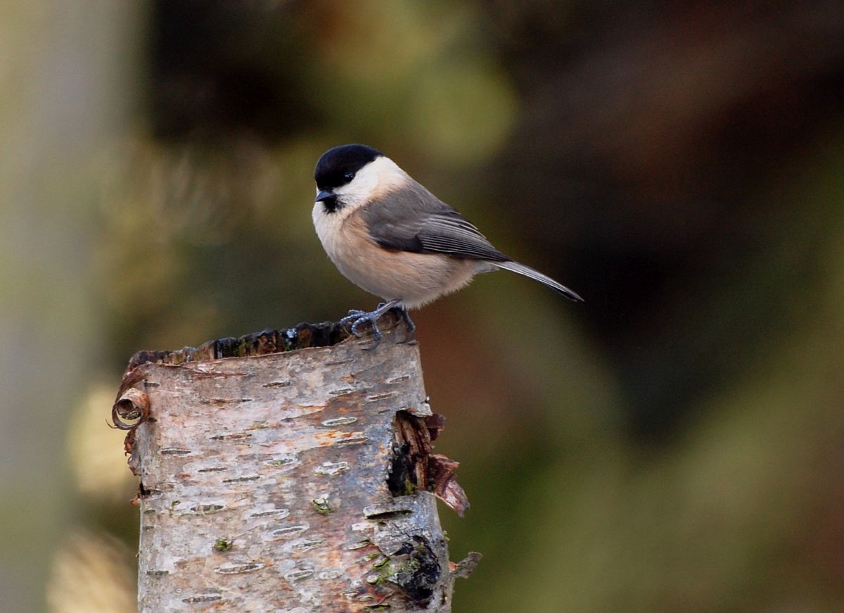 Protection for rare birds and butterflies across mid Cornwall has increased (Photo: Willow tit)