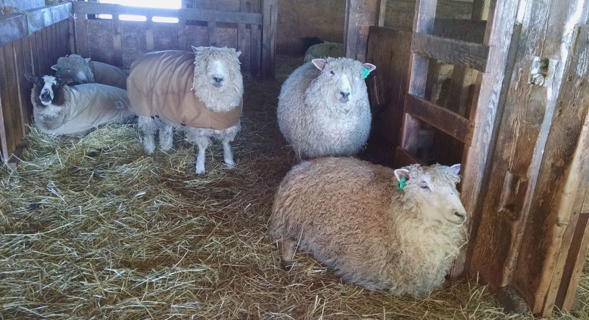 Bedding has a role in enrichment in indoor sheep housing and is clearly demonstrated to improve animal welfare and behaviour