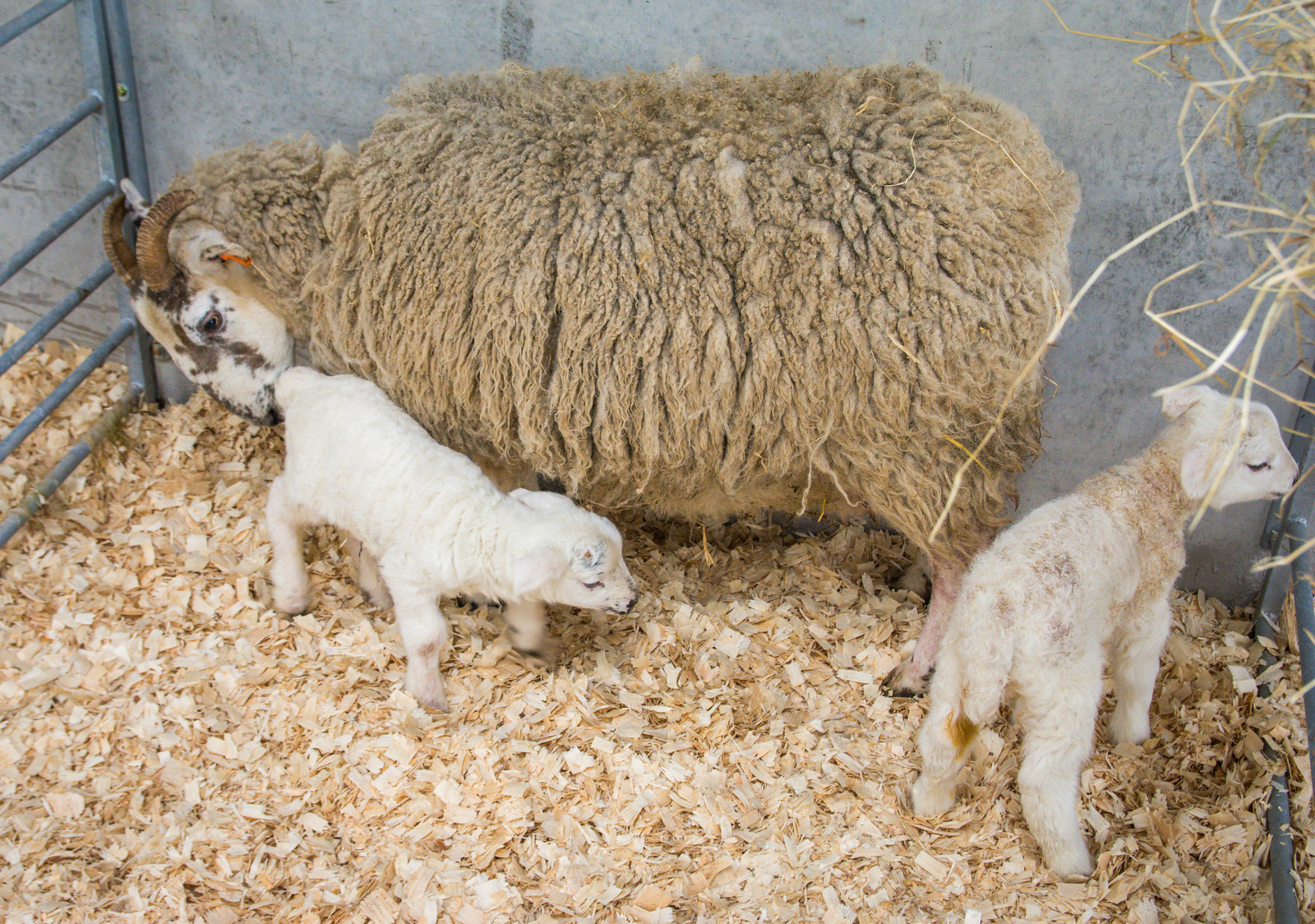 A further study investigated lambing onto woodchip compared to straw and found there to be no differences in behaviour or lamb survival