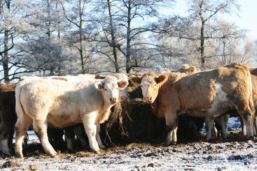 Charolais cattle