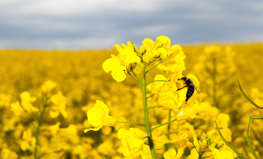 One third of Scottish farmers blame neonicotinoid ban for crop damage