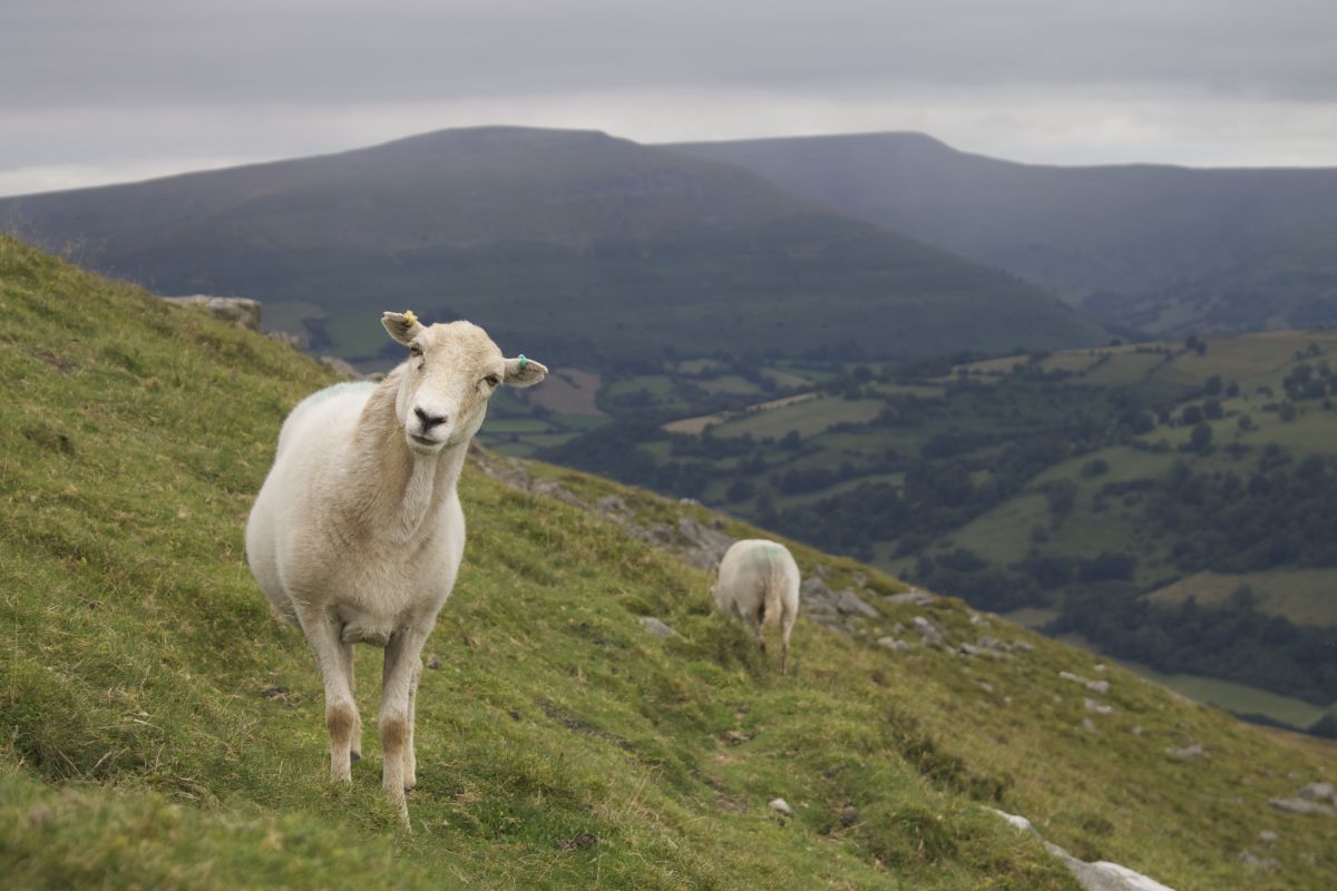 The move represents a near doubling in the volume of Welsh meat available in Welsh stores compared to just over 12 months ago