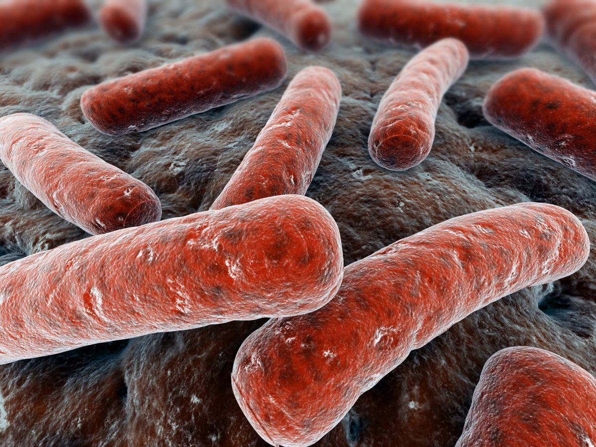 New compound – created from soil bacteria which prevent other bacteria growing around them – is an effective killer of Mycobacterium tuberculosis, which causes TB