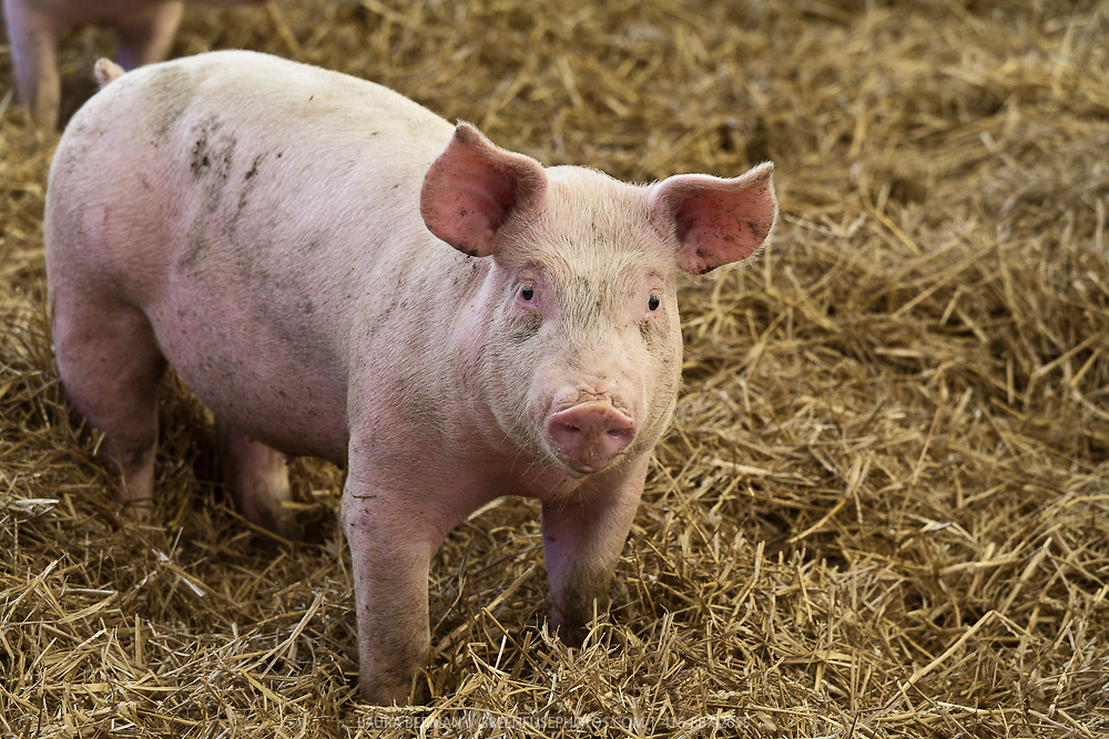 The report represents 40.5% of all pigs present on farms on the day of assessment
