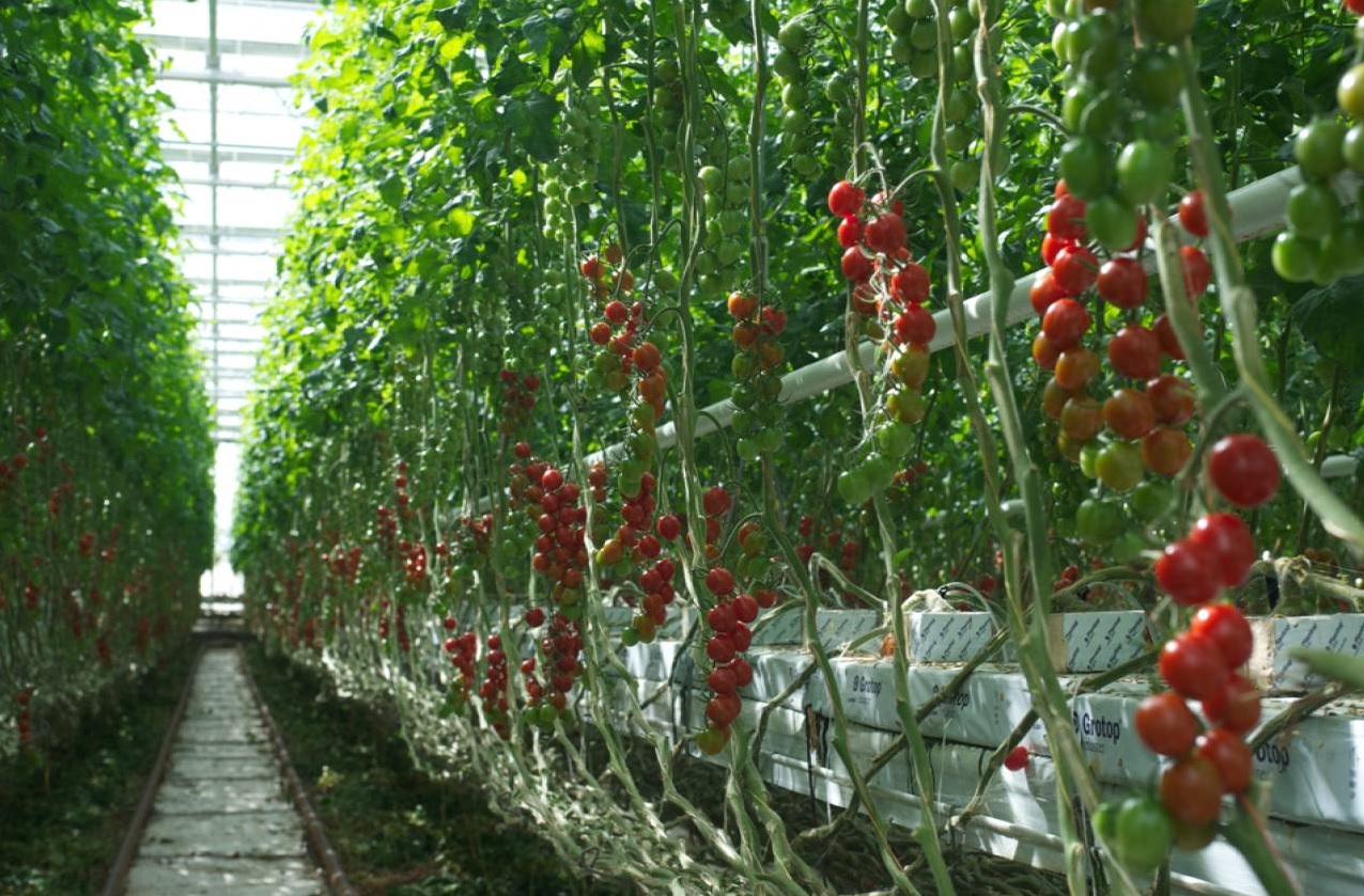 The disease affects 9 out of 10 UK tomato nurseries, with AHDB describing it as a 'widespread' problem