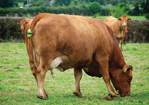 150,000 calves in the UK and Ireland have been born using the tail-mounted sensor to send alerts to farmers over Vodafone’s network