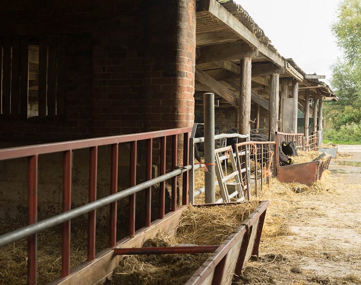 A group of Wiltshire dairy farmers took part in a field lab to reduce their antibiotic use by 'typing' the pathogens causing mastitis infections in their herds