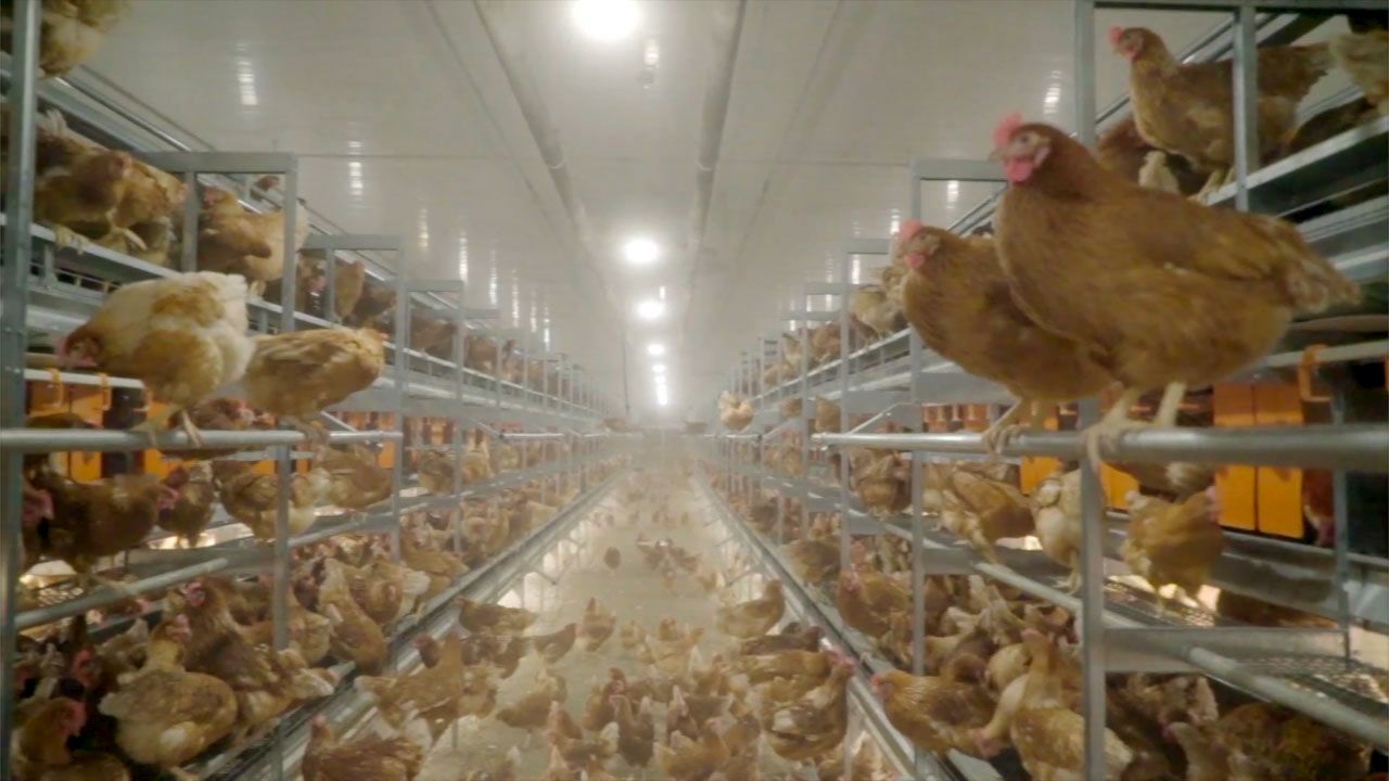 There has been more expressions of interest in barn since the retailers' cage-free commitment