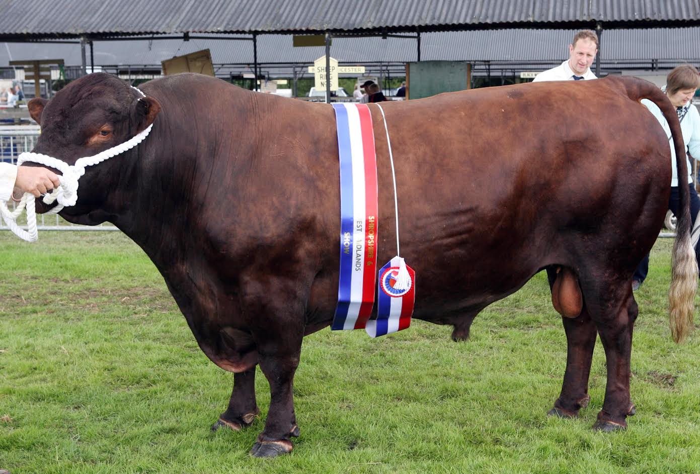 Red Poll bull, Fedw Stig, whose semen has been exported to Tristan da Cunha