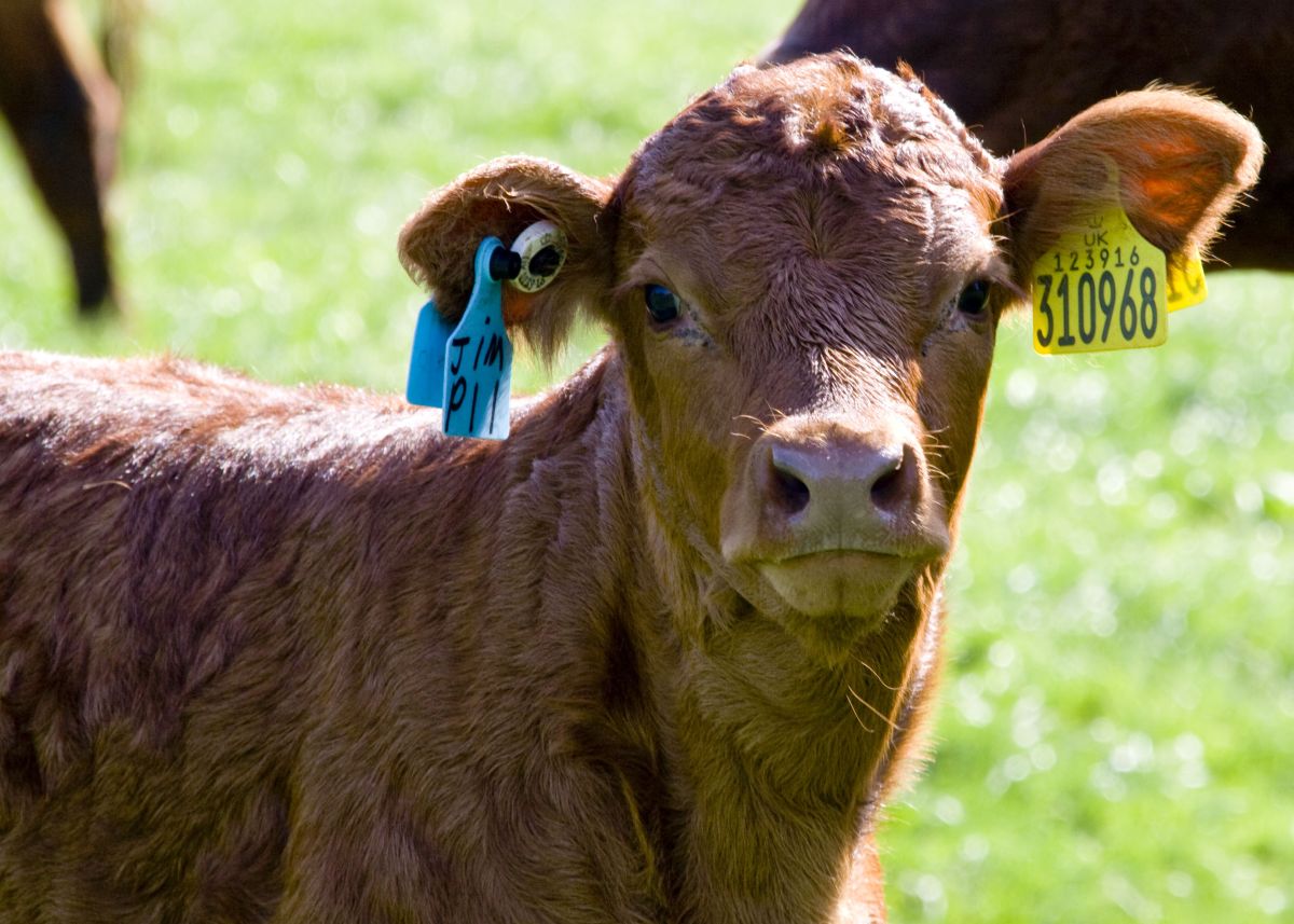 Poor quality ear tags have cost farmers in Northern Ireland more than £700,000 per year