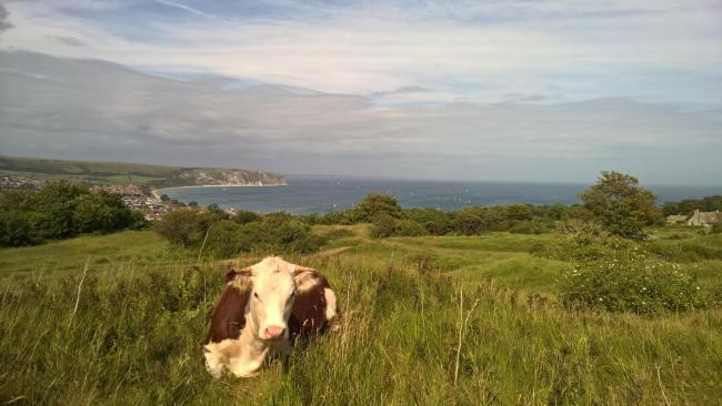 The Dorset County Farm Estate extends to over 2,500ha (6,400 acres) and comprises 46 tenanted farms