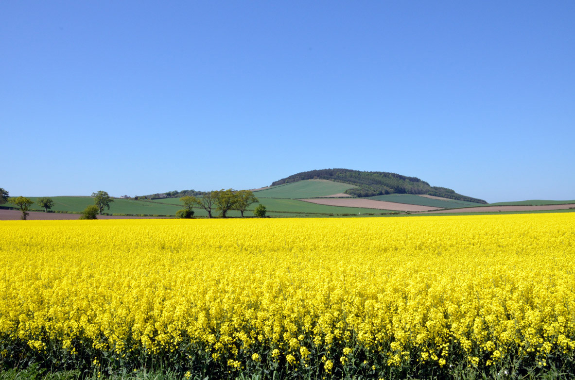 Unless there is an increase in the spring area, or a rise in abandonment levels, an area of similar size to the last harvest is to expected