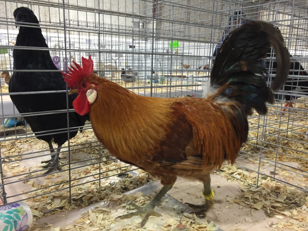 More than 700 birds had been entered in this year's show