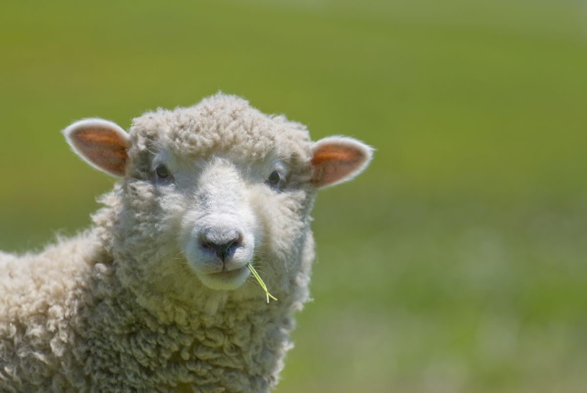 Ewe and lamb behaviour before and after lambing are important to understand to ensure that a strong maternal bond is made