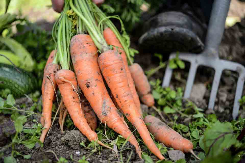 The British Carrot Growers Association said the loss of linuron in carrot and parsnip crops 'cannot be understated'