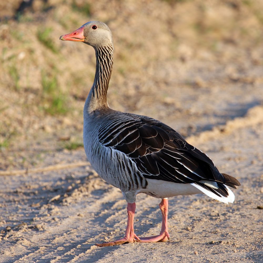 Large populations of Greylag geese have established themselves in Scotland
