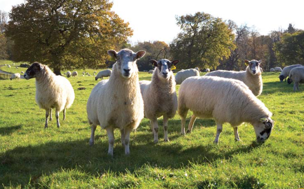 The VMD has agreed to a request from the Marketing Authorisation Holder to change the legal distribution category of this anthelmintic (i.e. wormer) for sheep