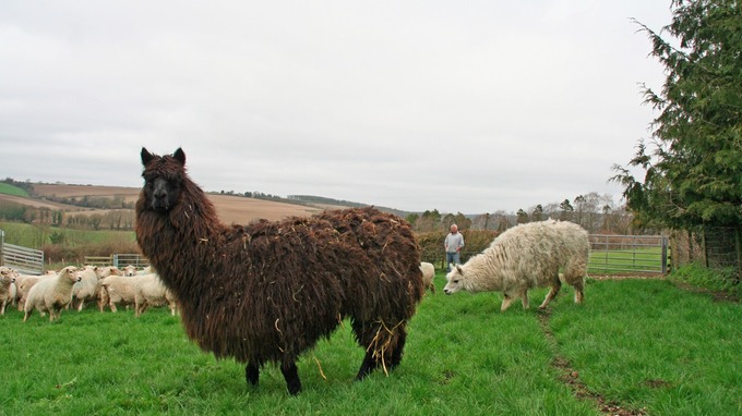 Alpacas watch over flocks (Photo: NFU)