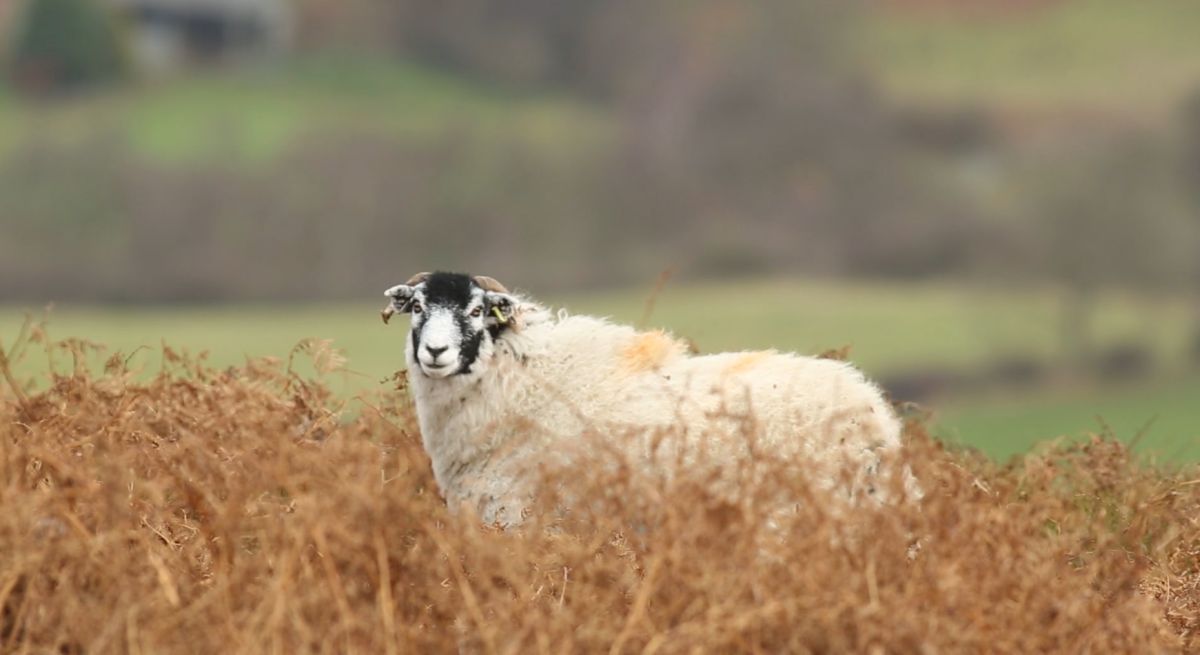 The Farmers' Union of Wales said about 500 businesses were still waiting for their payments