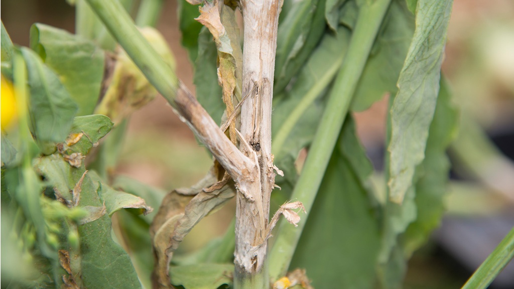 Sclerotinia infection in oilseed rape