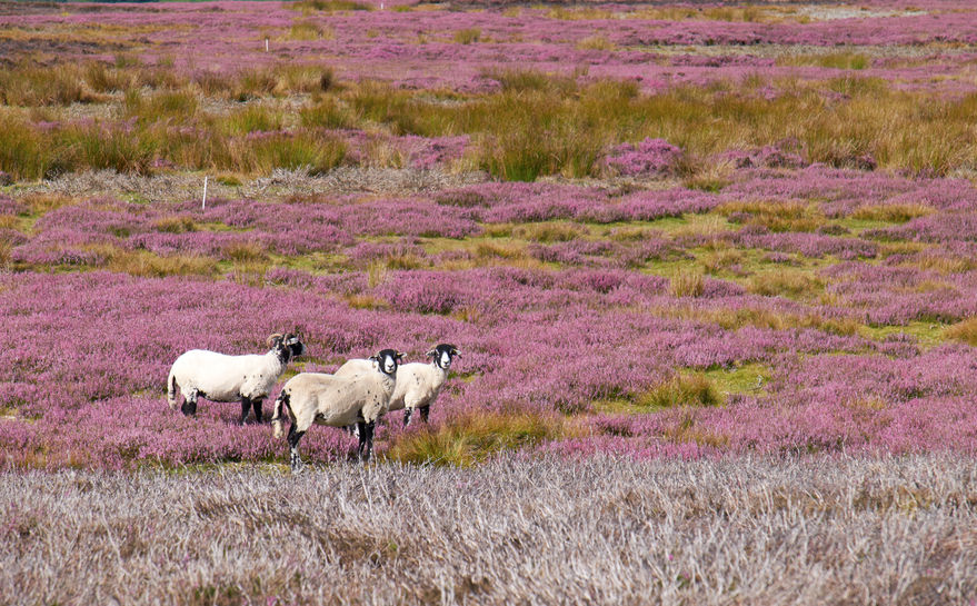 The measures include removing grazing animals from farmland