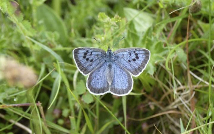 National Trust says the future of farming and the environment were “inextricably linked” and they wanted both to thrive (Photo: Large Blue Butterflies)