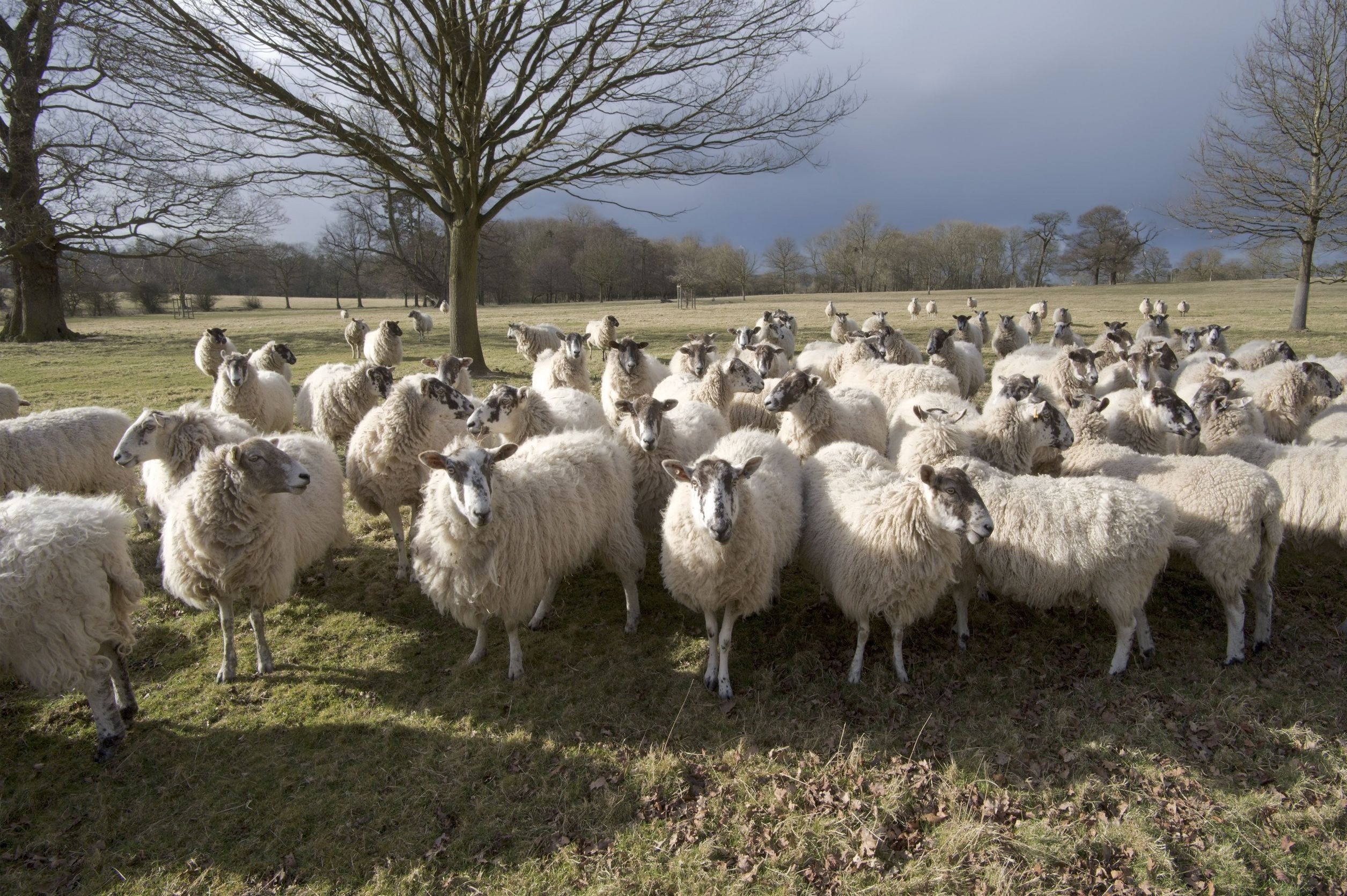 Officers attended the area known as Hermitage Tyne Green and found two dogs had chased and killed pregnant ewes