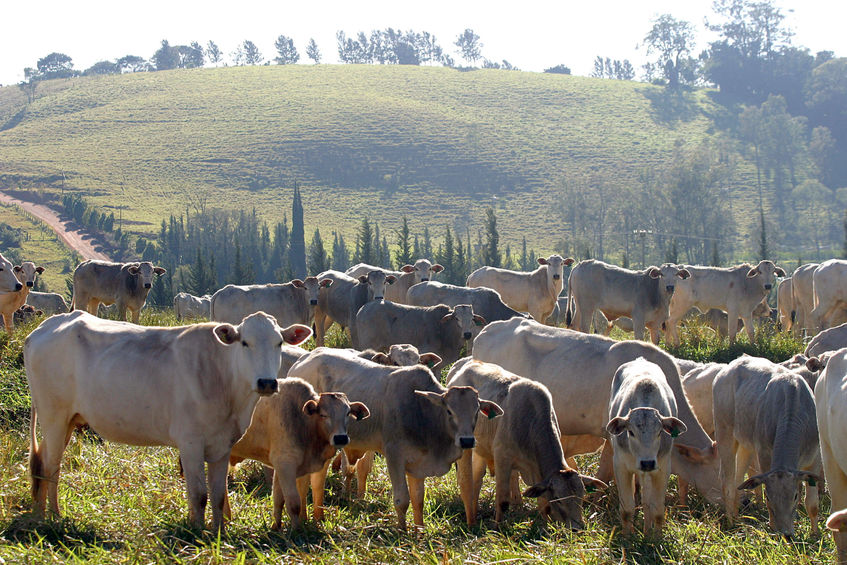 Brazil’s rotten meat allegations underline importance of UK trade deals, the NFU has said (Photo: Beef cattle in Brazil)