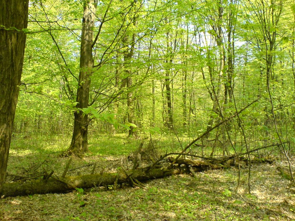 The report says that the dual benefits of forestry and agriculture must be recognised in creating a post-Brexit land use policy