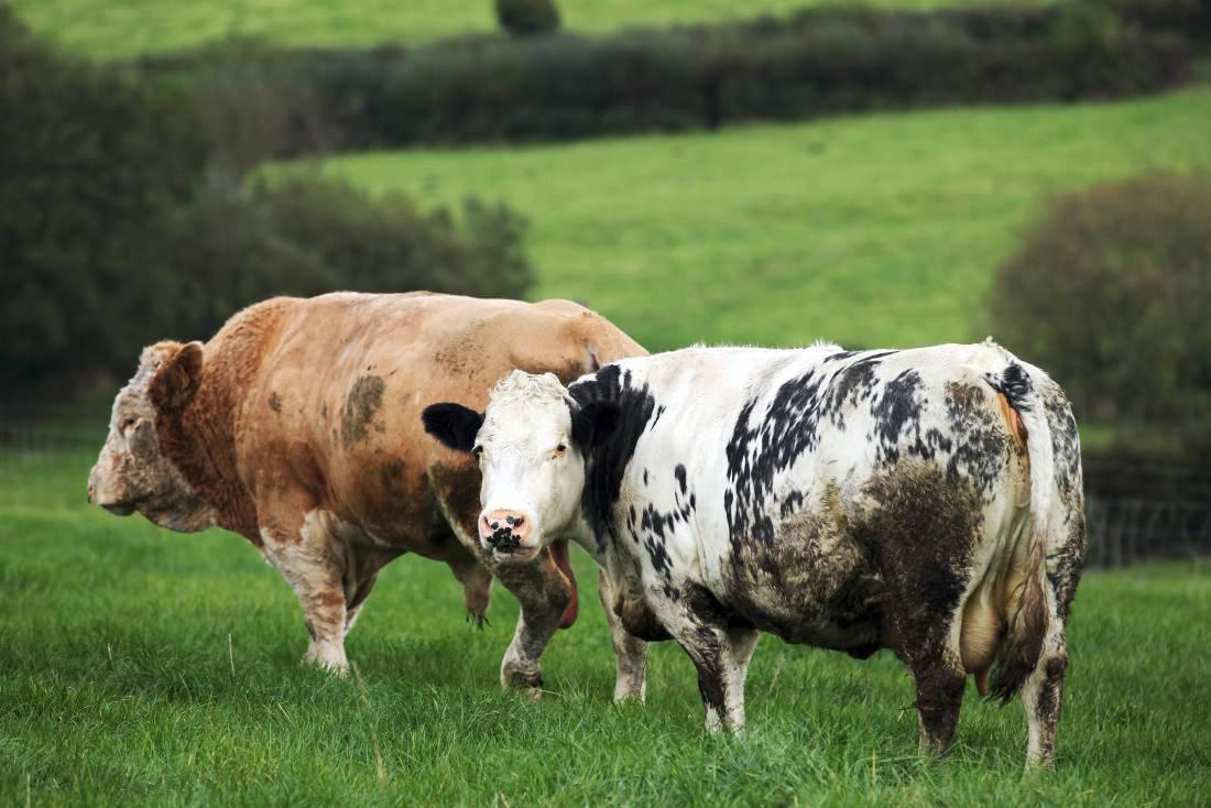 "Irresponsible" farmer risked spreading bovine TB (Stock photo)