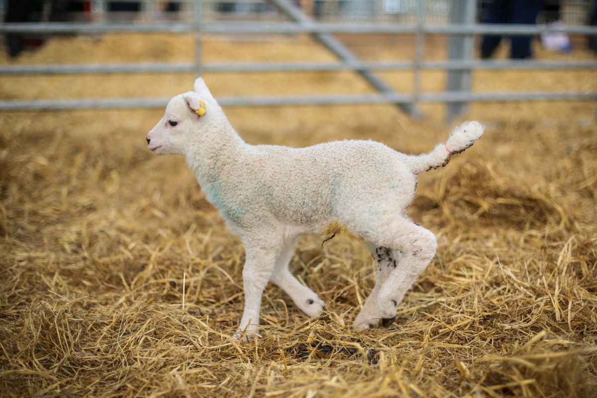 Events like Lambing Sunday generate interest in visitors, with some wanting to turn to farming