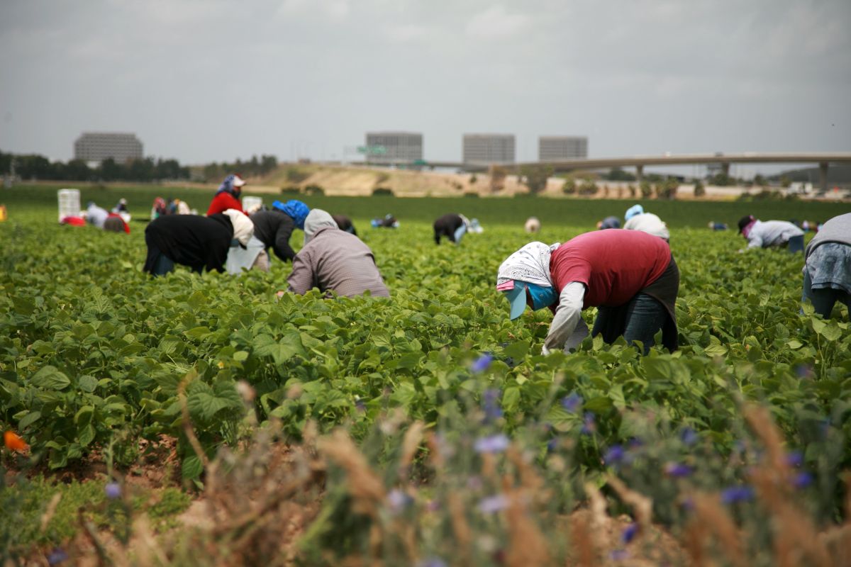 Farmers call for labour certainty to help feed the nation