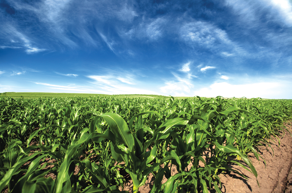 1 in 3 hectares of UK fruit and vegetables is grown to the LEAF Marque Standard