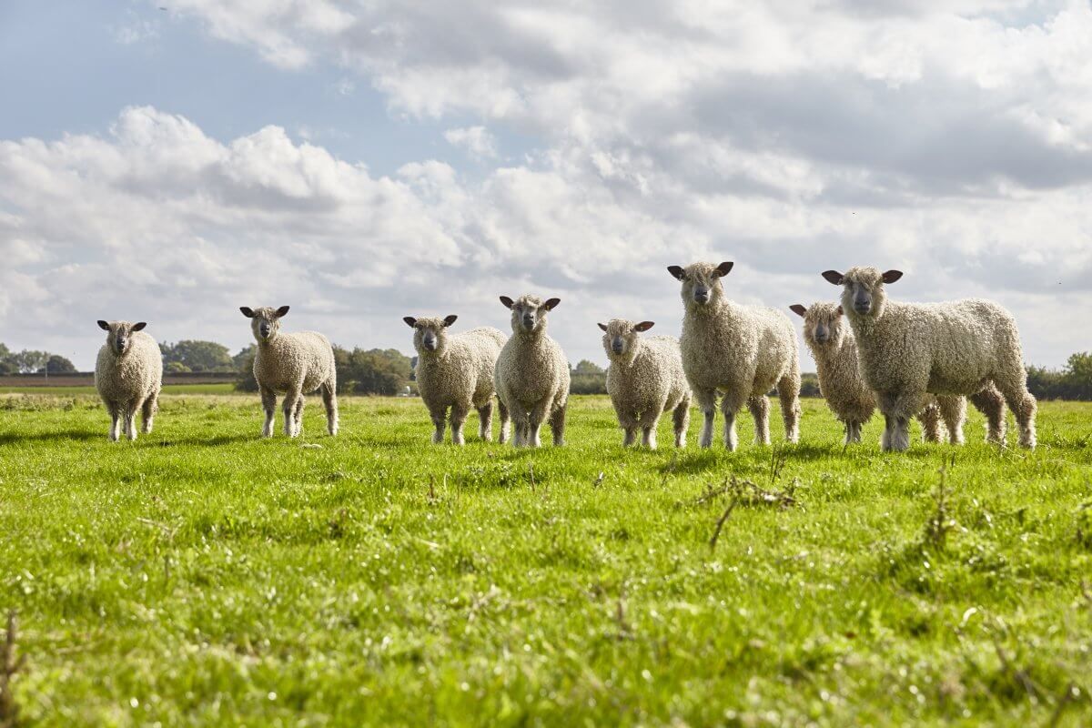 SBV is transmitted by midges which infect sheep, cattle and goats when they bite