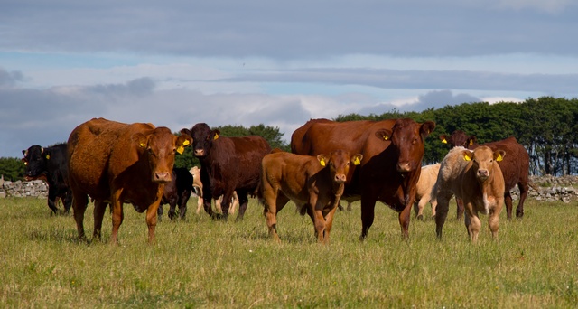 The number of cattle on Scottish farms and crofts has reached its lowest level since the 1950s