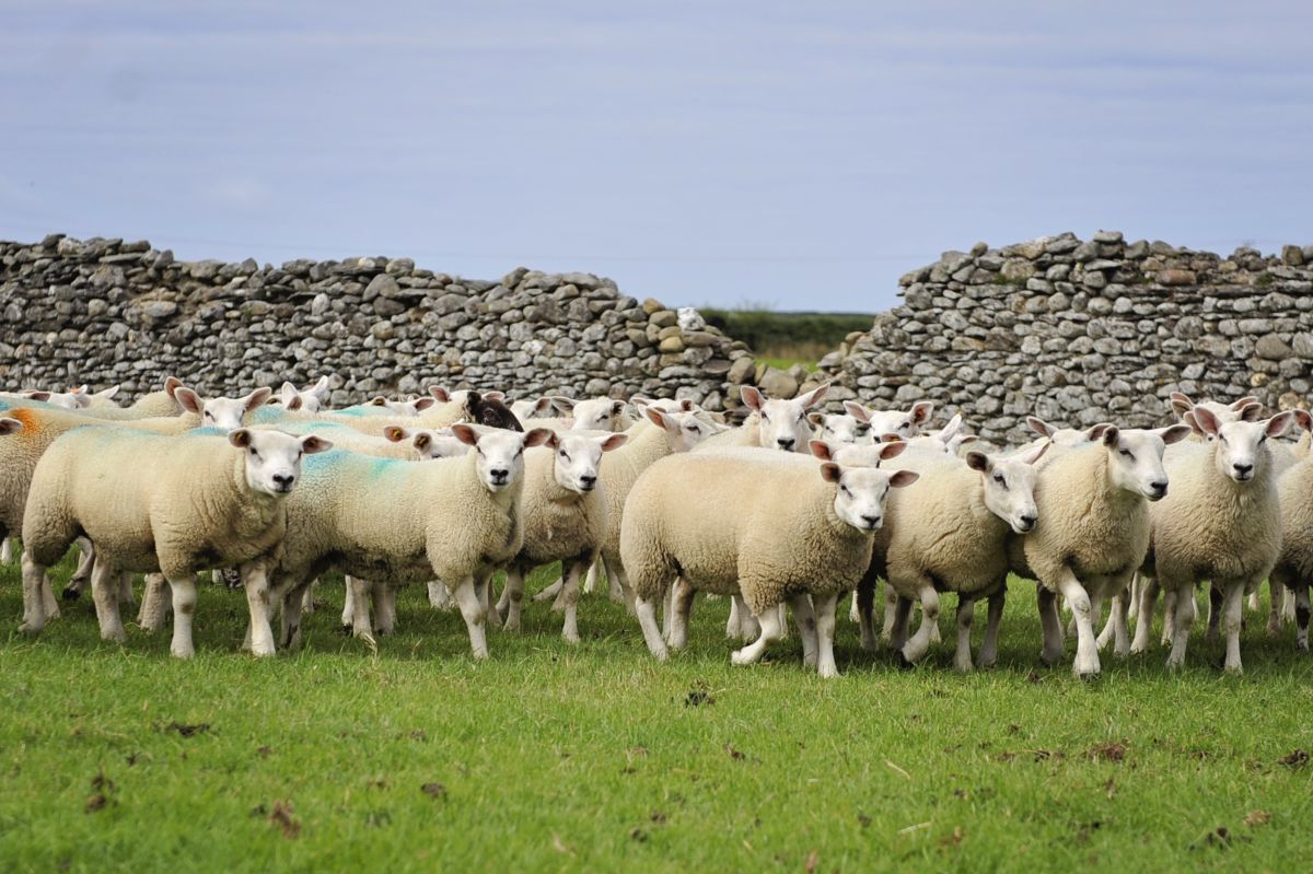 The Beltex sheep were marked with blue rumps while the lambs were marked in red on the right flank and tagged with flock number 180911 (Stock photo)