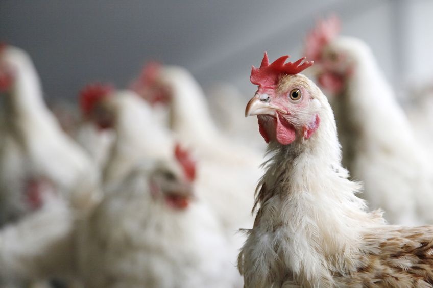 "It's likely to be very challenging to produce a protective immune response in broiler chickens before slaughter age, which is around six weeks of age."