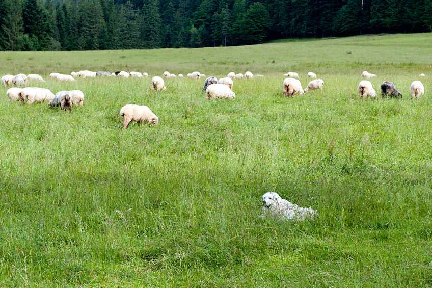 Newborn lambs were among the animals killed by the out-of-control dog (Stock photo)