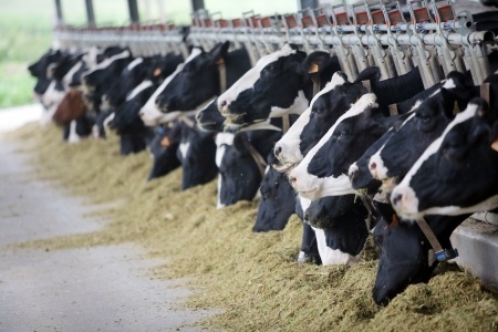 The findings suggest cows are highly motivated to be outside