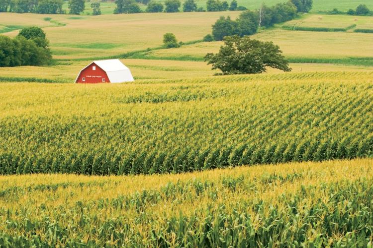 An Illinois corn field (Photo: Illinois Farm Bureau Partners)